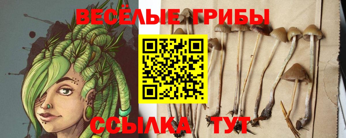 Псилоцибиновые грибы Magic Shrooms  где купить наркотик  Вход с VPN  Ишим  Галлюциногенные грибы Psilocybine cubensis 